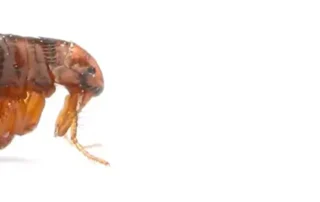 Bolha fehér háttéren közelről