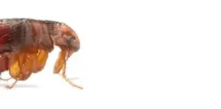 Bolha közelről, oldalnézetben-fehér háttérrel.