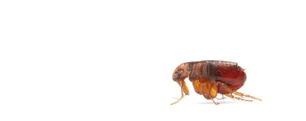 Bolha közelről, oldalnézetben-fehér háttérrel.
