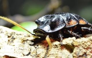 Csótányirtás Dunaújváros, Paks és Székesfehérvár környezetében.Csótányok irtása Fejér megyében.