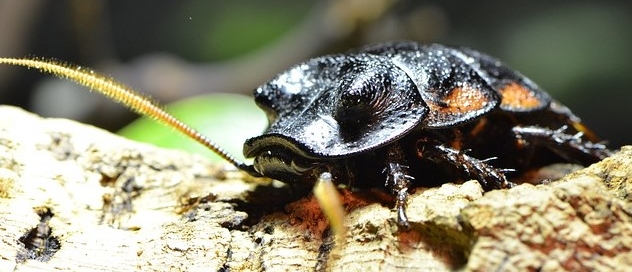 Csótányirtás Dunaújváros, Paks és Székesfehérvár környezetében.Csótányok irtása Fejér megyében.