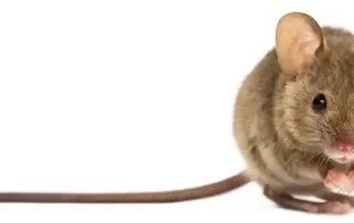 Egér fehér háttéren- szemből és odalra nyúló hosszú farokkal.