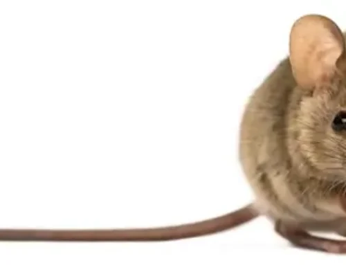 Egerek a házban – jelek és veszélyek