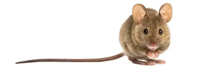 Egér fehér háttéren- szemből és odalra nyúló hosszú farokkal.