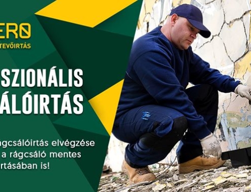 Patkányirtás és egérirtás Nagykarácsony és környékén