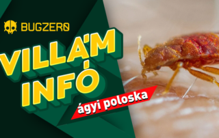 ágyi poloska villám infó