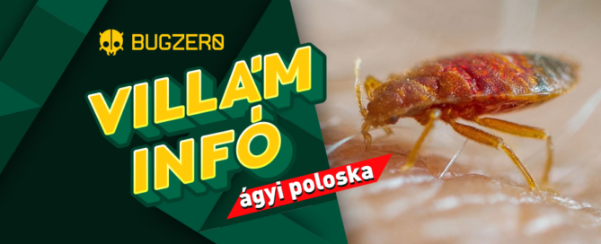 ágyi poloska villám infó
