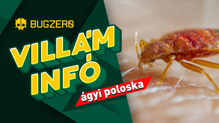 ágyi poloska villám infó