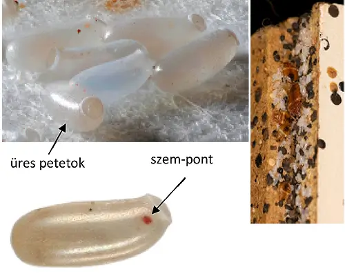 Ágyi poloska petéi