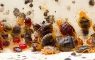 Ágyi poloskák csoprtosan