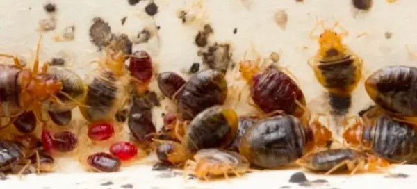 Ágyi poloskák csoprtosan