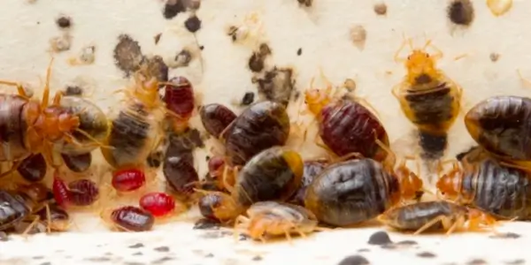 Ágyi poloskák csoprtosan