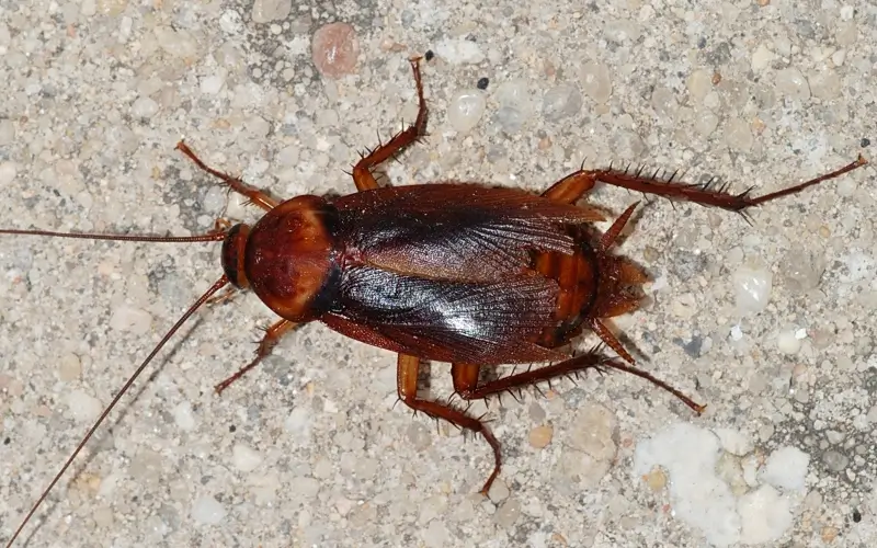 Amerikai csótány a földön-felül nézetből