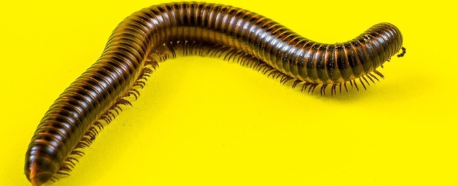 vonalas vaspondró, pondró, féreg