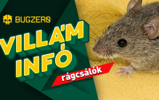 Patkányirtás tájékoztató