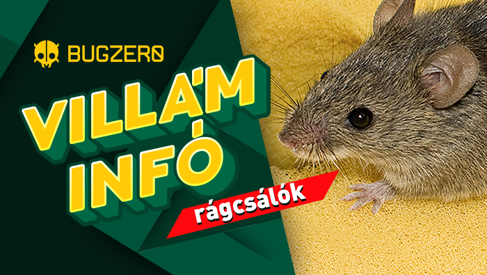 Patkányirtás tájékoztató