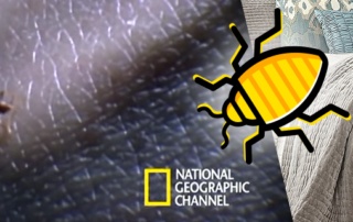 BugZero - Egészségügyi kártevőirtás