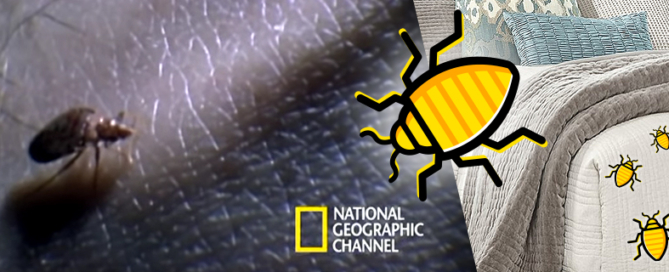 BugZero - Egészségügyi kártevőirtás