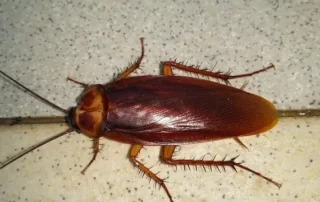 Csótány a lakásban csempén – kifejlett barna csótány közelről