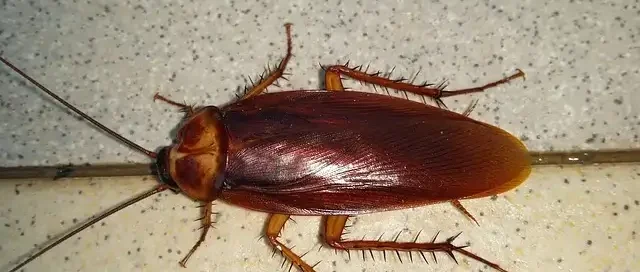 Csótány a lakásban csempén – kifejlett barna csótány közelről