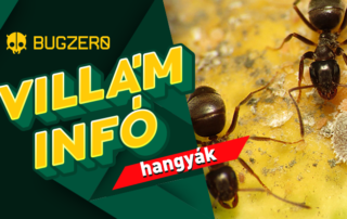 hangyák villám infó