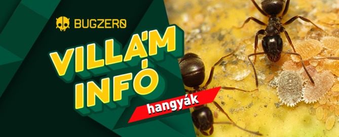 hangyák villám infó