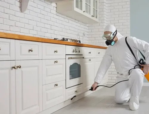 Hatékony hangyairtás