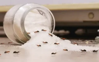 Kiömlött cukrosüveget hangyák leptek el - hangyák a konyhában.