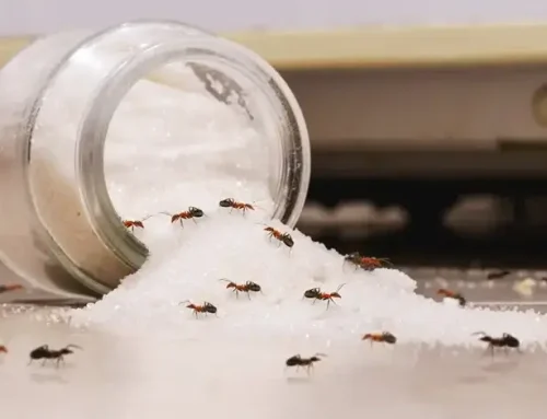 Hangyák a falban vagy a konyhában