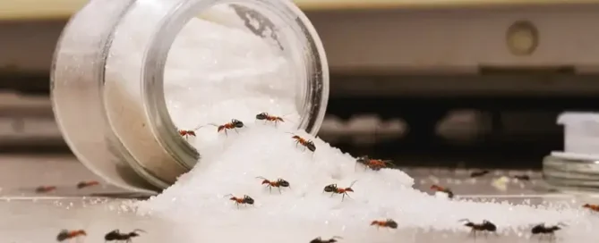 Kiömlött cukrosüveget hangyák leptek el - hangyák a konyhában.