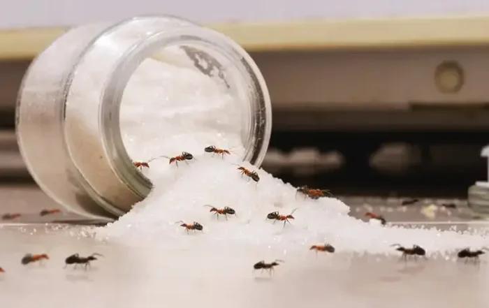 Kiömlött cukrosüveget hangyák leptek el - hangyák a konyhában.