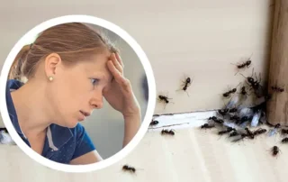 Fejét fogja egy aggódó nő, mert hangyák lepték el a szoba sarkát - hangyák a lakásban.