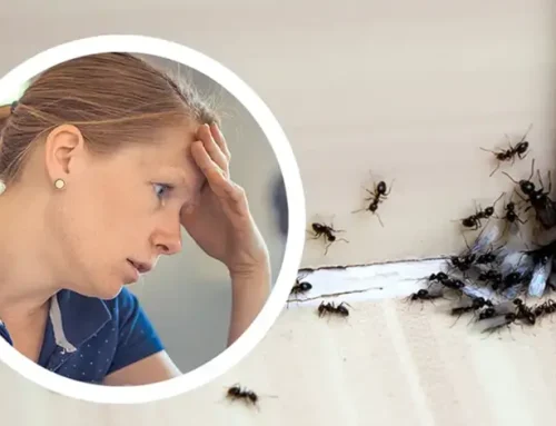 Miért jelennek meg a hangyák a lakásban