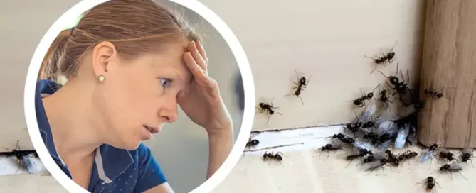 Fejét fogja egy aggódó nő, mert hangyák lepték el a szoba sarkát - hangyák a lakásban.