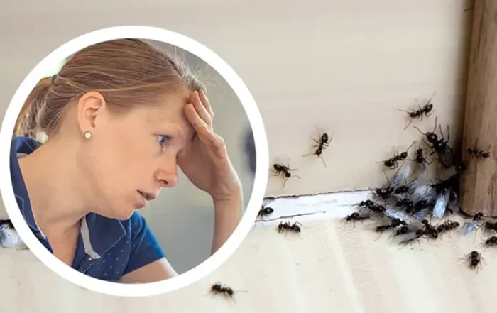 Fejét fogja egy aggódó nő, mert hangyák lepték el a szoba sarkát - hangyák a lakásban.