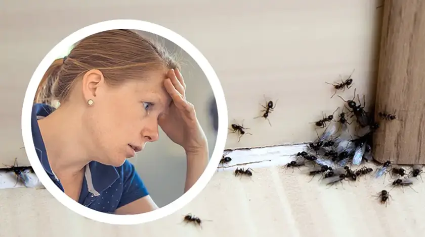 Fejét fogja egy aggódó nő, mert hangyák lepték el a szoba sarkát - hangyák a lakásban.