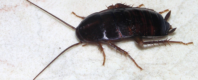 Csótányirtás Dunaújváros, Paks és Székesfehérvár környezetében.Csótányok irtása Fejér megyében.