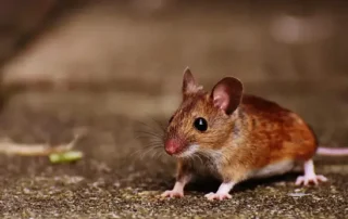 Barna egér a földön