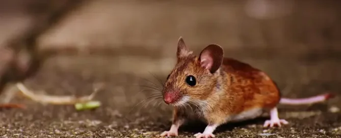 Barna egér a földön