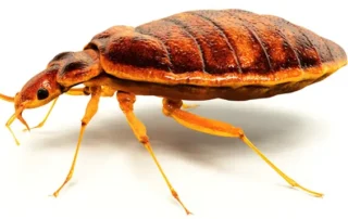 Nagy felbontású makrofotó egy barna színű ágyi poloskáról (Cimex lectularius) fehér háttéren, oldalnézetből, jól látható lábakkal és szelvényezett testtel.