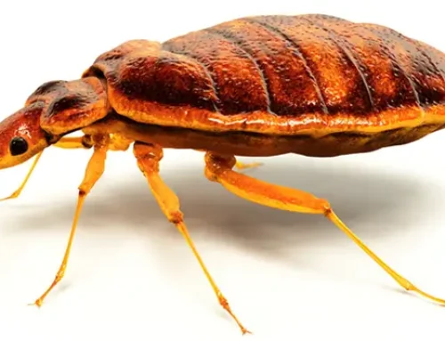 Ágyi poloska a lakásban – felismerés és irtás