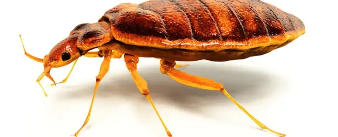 Nagy felbontású makrofotó egy barna színű ágyi poloskáról (Cimex lectularius) fehér háttéren, oldalnézetből, jól látható lábakkal és szelvényezett testtel.