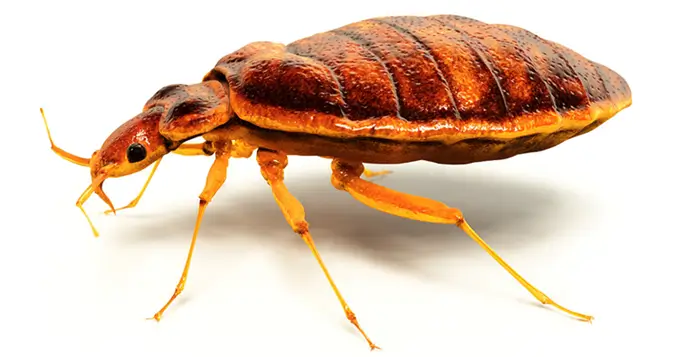 Nagy felbontású makrofotó egy barna színű ágyi poloskáról (Cimex lectularius) fehér háttéren, oldalnézetből, jól látható lábakkal és szelvényezett testtel.
