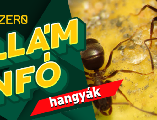 5 hangyafaj, melyek problémát okozhatnak az otthonunkban