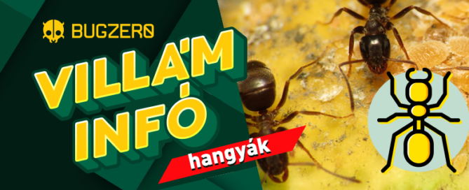 hangya villám infó